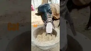 cat 😺 funny # dance 🤣 viral # video 🤩 trinding #shorts
