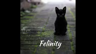 Felinity - written and performed by Dan Willard