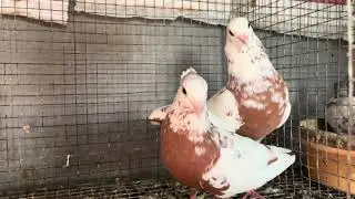 😱Rangeen pairs for sale location moin Bagh #7993315378