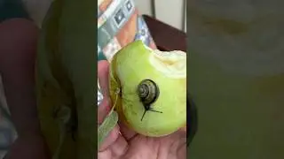 Wholesome Swedish Nature Moment 🐌💚 #SwedishNature #WholesomeVibes #applepicking