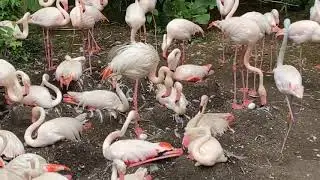 Home Safari - flamingo nests