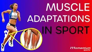 Muscle Adaptations in Sport - Why both Training AND Recovery are Important.