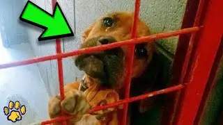 Heartbreaking Photo of Tearful Pooch Goes Viral, Leads to Life Changing Results!