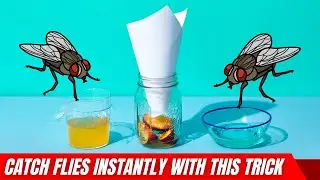 How to Make A Fly Trap At Home Quickly &ndash; Works Like Magic!