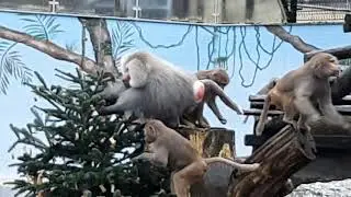 Tierpark Stadt Haag   Weihnachten 2020