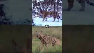 Siberian Tiger VS All Striped Hyenas #animals #wildlife #shorts #siberiantiger #hyena