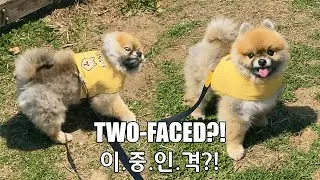 WUT? Pomeranian Is Two-Faced?! 🤫