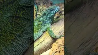 Парусная ящерица Вебера( Hydrosaurus weberi).