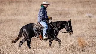 Lot #106, Black Hills Stock Show Horse Sale, Playin Tic Tac Toe-2024 stallion by Hashtags.