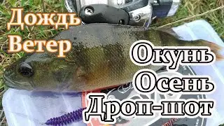 Ловля окуня осенью в ветер и дождь на дроп-шот на заросшем водоеме на спиннинг с берега