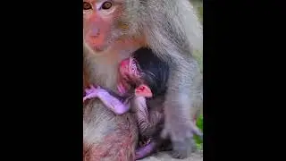 Newborn baby monkey with mommy #monkeysr #babymonkeys #animallife #animals #babymonkey