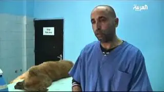 Jordan to control stray animal population