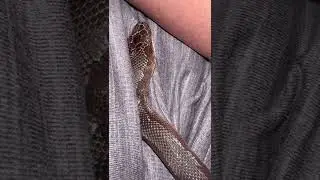 Snake making clicking sounds