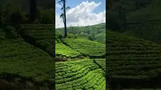 Beauty of Sri Lanka 🇱🇰 @kasun199 #shortvideo #chillvibes #srilanka #trend #trending #subscribe
