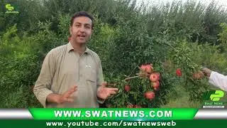Swat ka Mashahore Anar ky Baghat