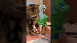 The cat plays tricks with me ? You're a little tender ! #pets # cat # funny videos