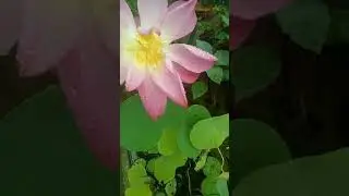 Garden lotus