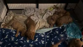 #puppy #foxredlab #foxredlabrador #redlab #puppies #pets #petowner