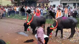 &ldquo;Belgaum Buffalo Race 2025 | Diwali Padwa Special Bailgada Sharyat 🐃🔥&rdquo; #buffalo #kolhapur #diwali