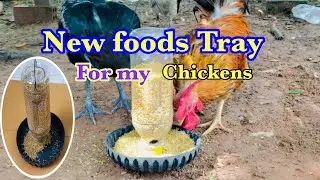 Amazing builded Mini tray for chickens food #amazing #build