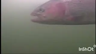 Форель водит хороводы размывая лёд в запретной зоне. Рыбалка на нижнем.