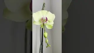 Orchid Winter Joy! #OrchidGrowing #IndoorPlants #DesertGardening #OrchidBloom #FlowerInspiration