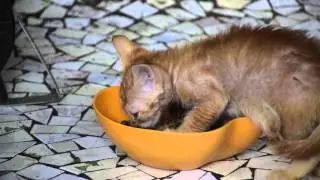 Cat Cafe Studio