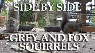 Side by side comparison of Grey Squirrel and Fox squirrel