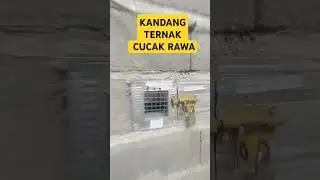 tampilan kandang ternak burung cucak rawa saya luur..#bird #birdfarm #indoorbreeding  #kicaumania