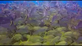 Deep Sea diving in Mexico #deepseadiving #Cancun #Riveriamaya