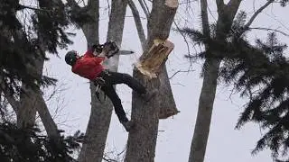 Perfect 40m Tree Felling With Face Cut& Wedge Control. Woodworking & Firewood Processing Documentary