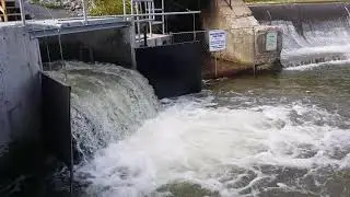 Salmon run near Bowmanville dam