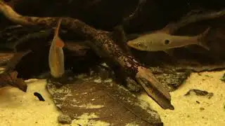 Pseudanos trimaculatus