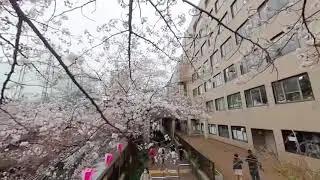 3D180VR, Walking through Cherry Blossoms in Tokyo