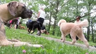 Finn the Great Dane Puppy goes on a PACK WALK