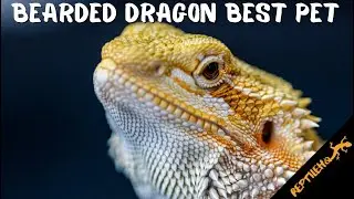 10 Reasons To Get A Bearded Dragon As Your Next Pet