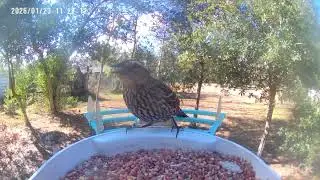 We had a lot of northern waterthrush come by this week&hellip; first toe that&rsquo;s happened&hellip;..all is welcome 