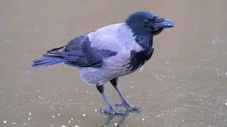 Hooded Crow is Methodically Cleaning the Ice of Rice [4K]
