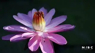 Turareba Iwacu (Behold Our Home) -- Arr. Prince Nambo