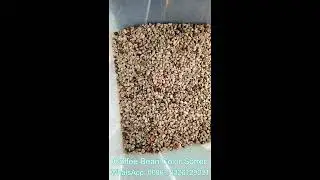 Arabic Coffee Bean Sorter High Speed/Accuracy--WhatsApp: 0086 18326129021 #sorting #arabiccoffee