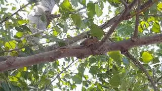 Cicada Mania!