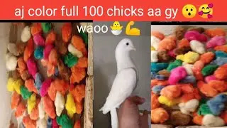 colour full chicks / colorfull small baby chicks / small chicks colorful hens #sultanpetschannel
