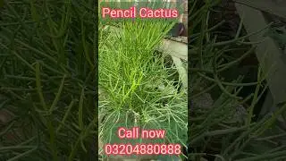 Pencil Cactus | The Stylish Low-Maintenance Plant You Need!