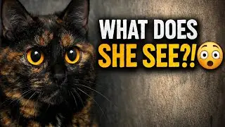 Why Is My Black & Orange Cat Staring at the Wall? 😳🐾 | Creepy & Cute Moments