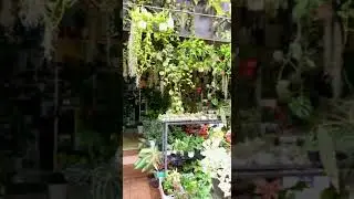 Plant Huggers Nursery&Garden Hub, mayyil, kannur