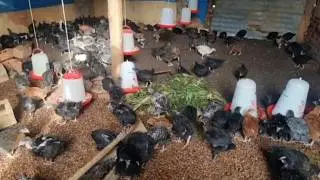 My Daily Routine as a Small Poultry Farmer 🐔 | Real Farm Life Raising Backyard Chickens in Village 