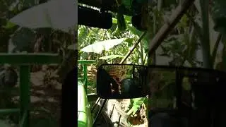 75 HP Banana  Trectar Kollegal