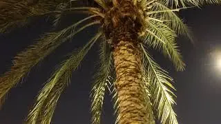 UAE dates tree 🌴