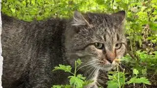 Дневник лесного кота: &laquo;Барсик и охота на&hellip;&raquo; - 3 августа 