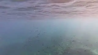 Sea turtle saronida beach #travel #sports #summer #athens #seaturtle #caretacareta #greecelovers